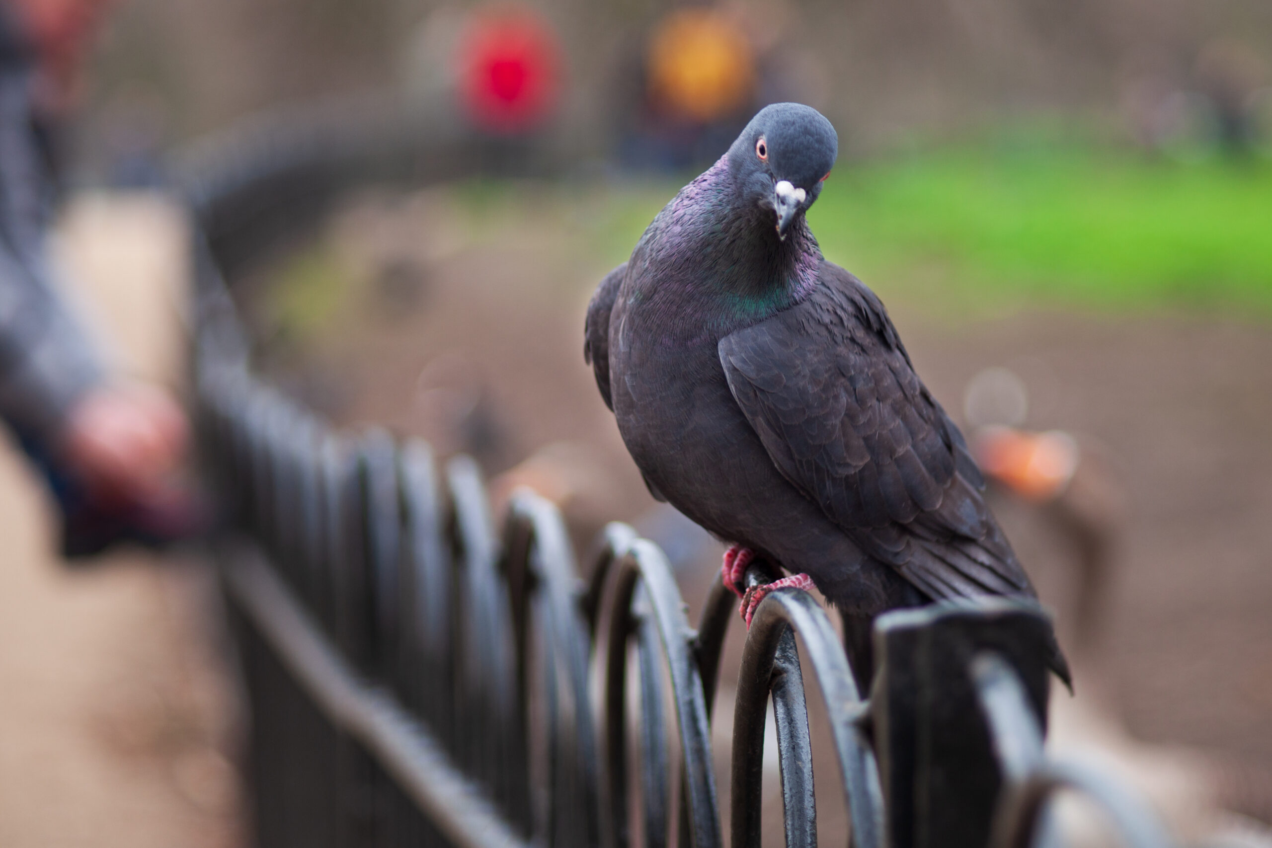 how-to-safely-clean-disinfect-and-discard-pigeon-poop