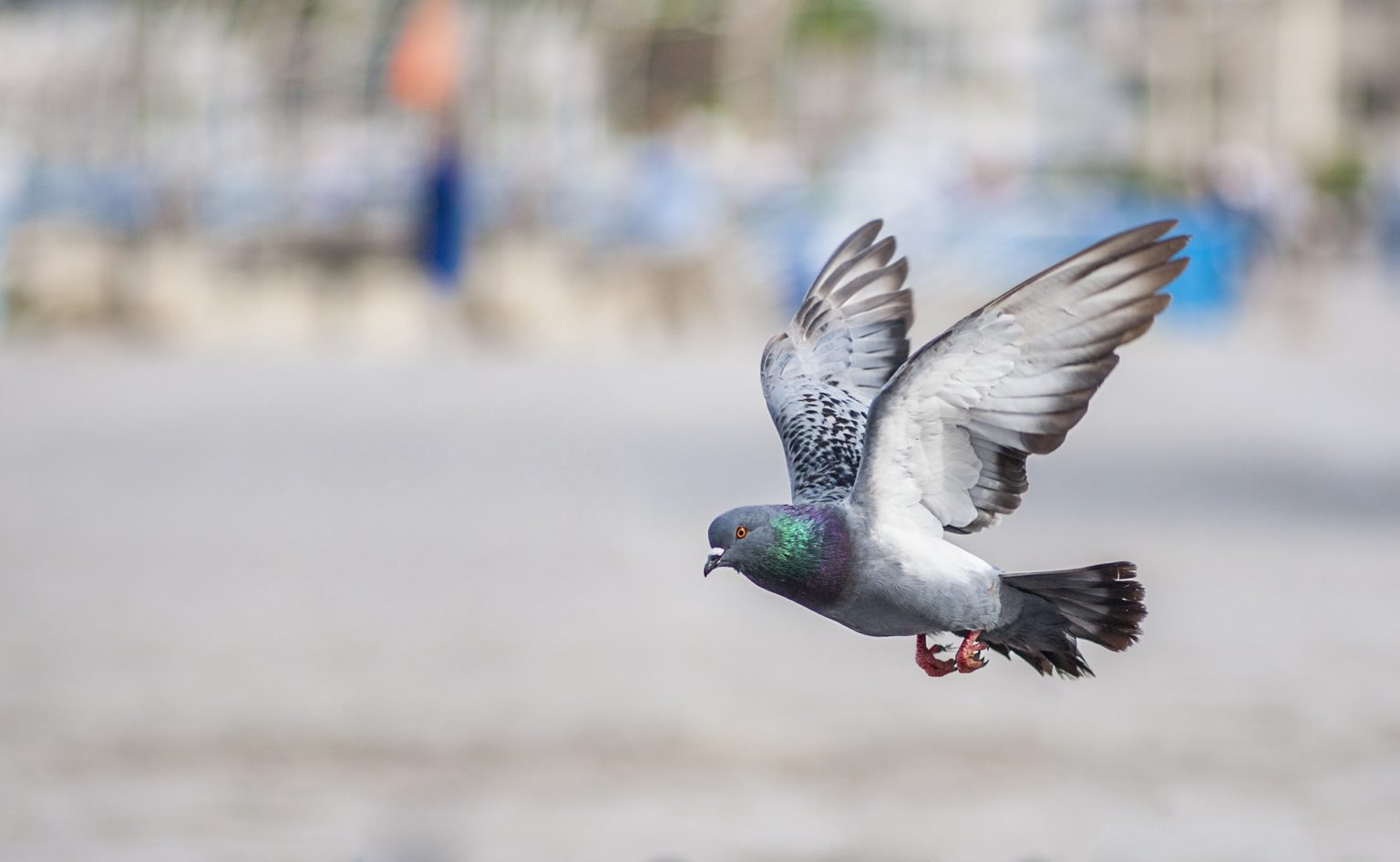 How To Safely Clean Disinfect And Discard Pigeon Poop